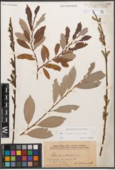Foto von Salix caprea L. x Salix purpurea L.